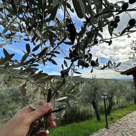 Casale Degli Ulivi * 阿雷佐